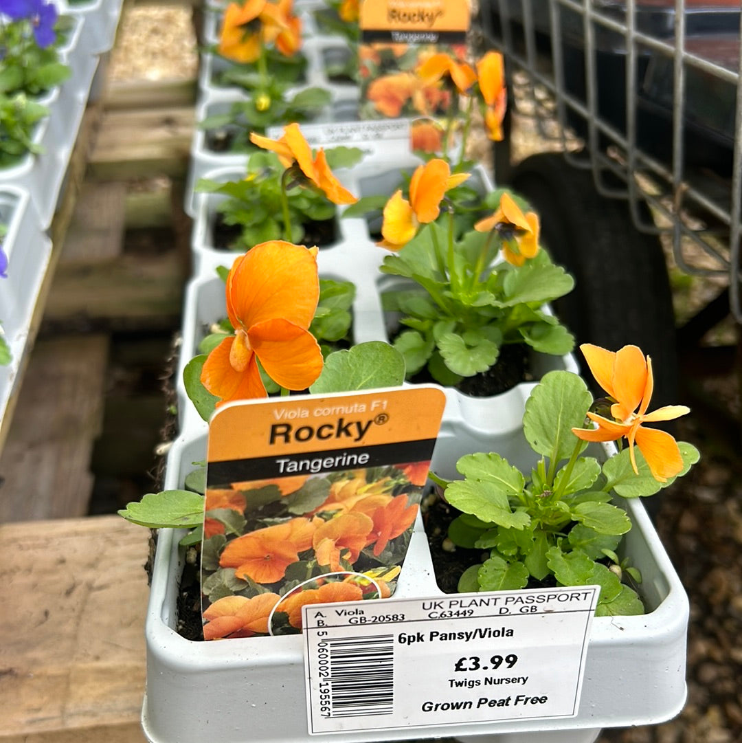 6pk Viola sc Tangerine