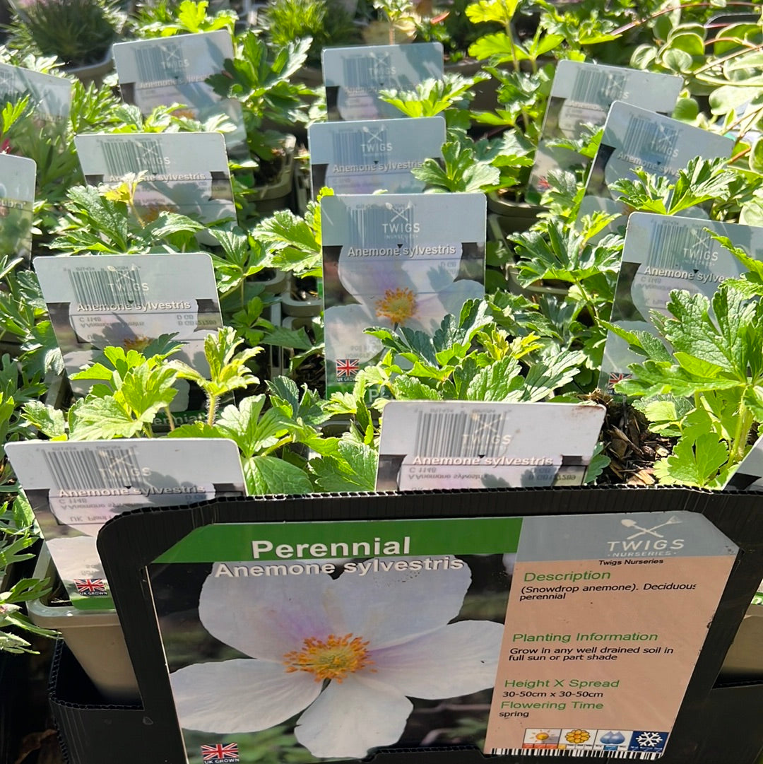 Anemone Sylvestris 1L