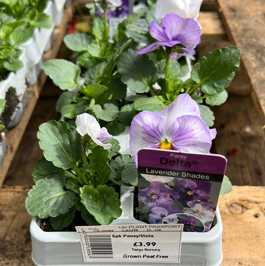 Pansy lavender shades sixpack