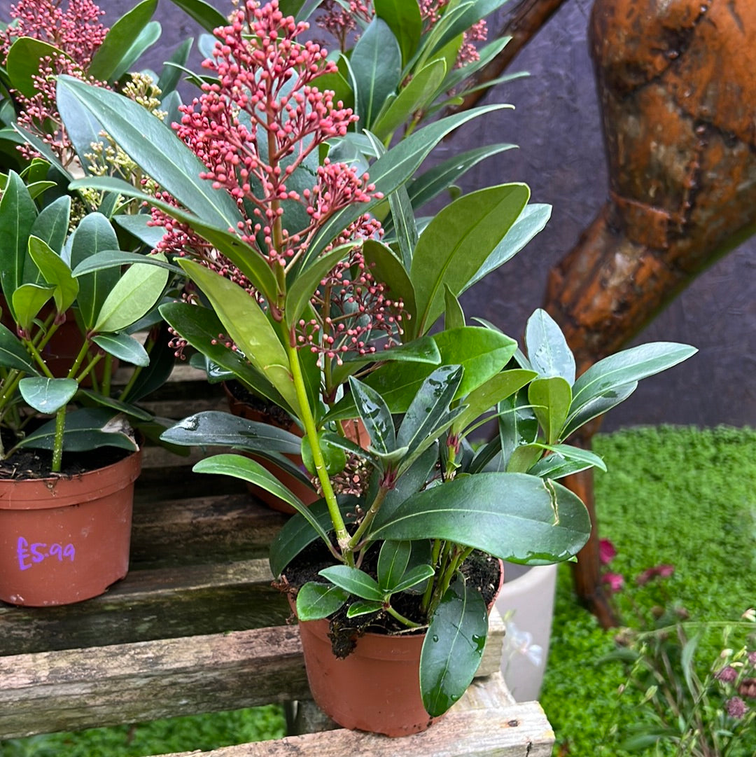 Skimmia