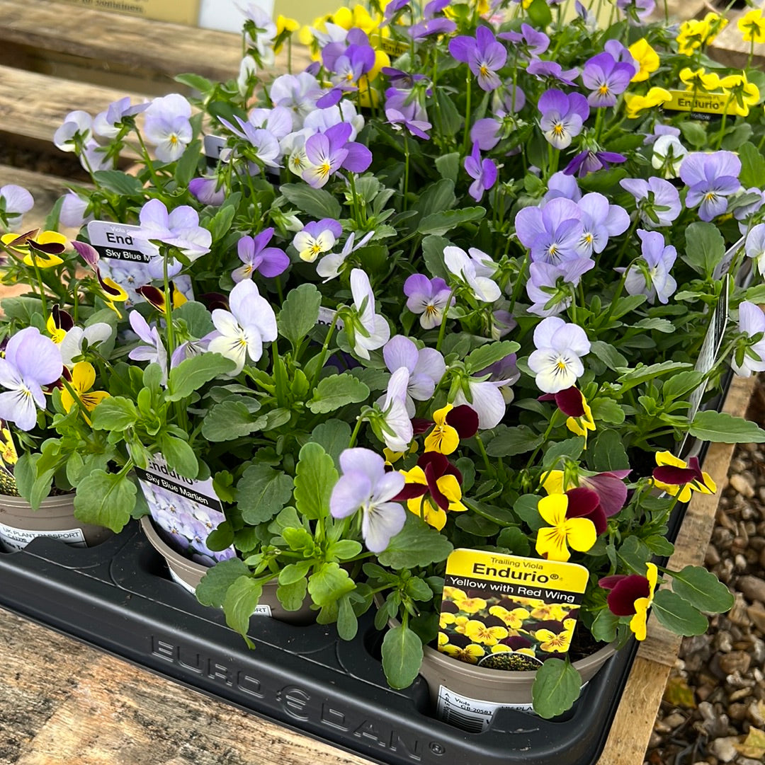 Viola trailing mix 10.5cm