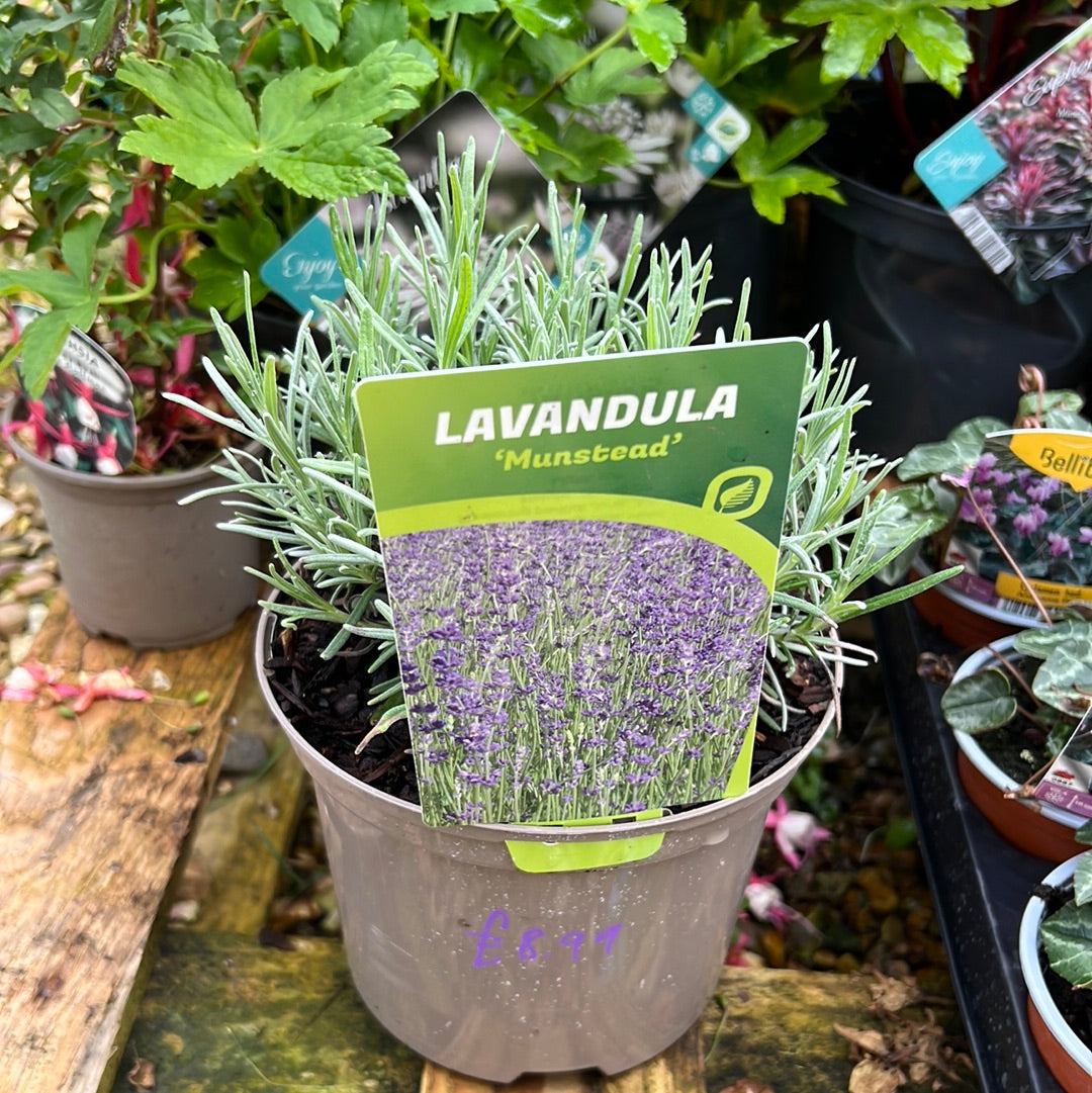 Lavandula munstead