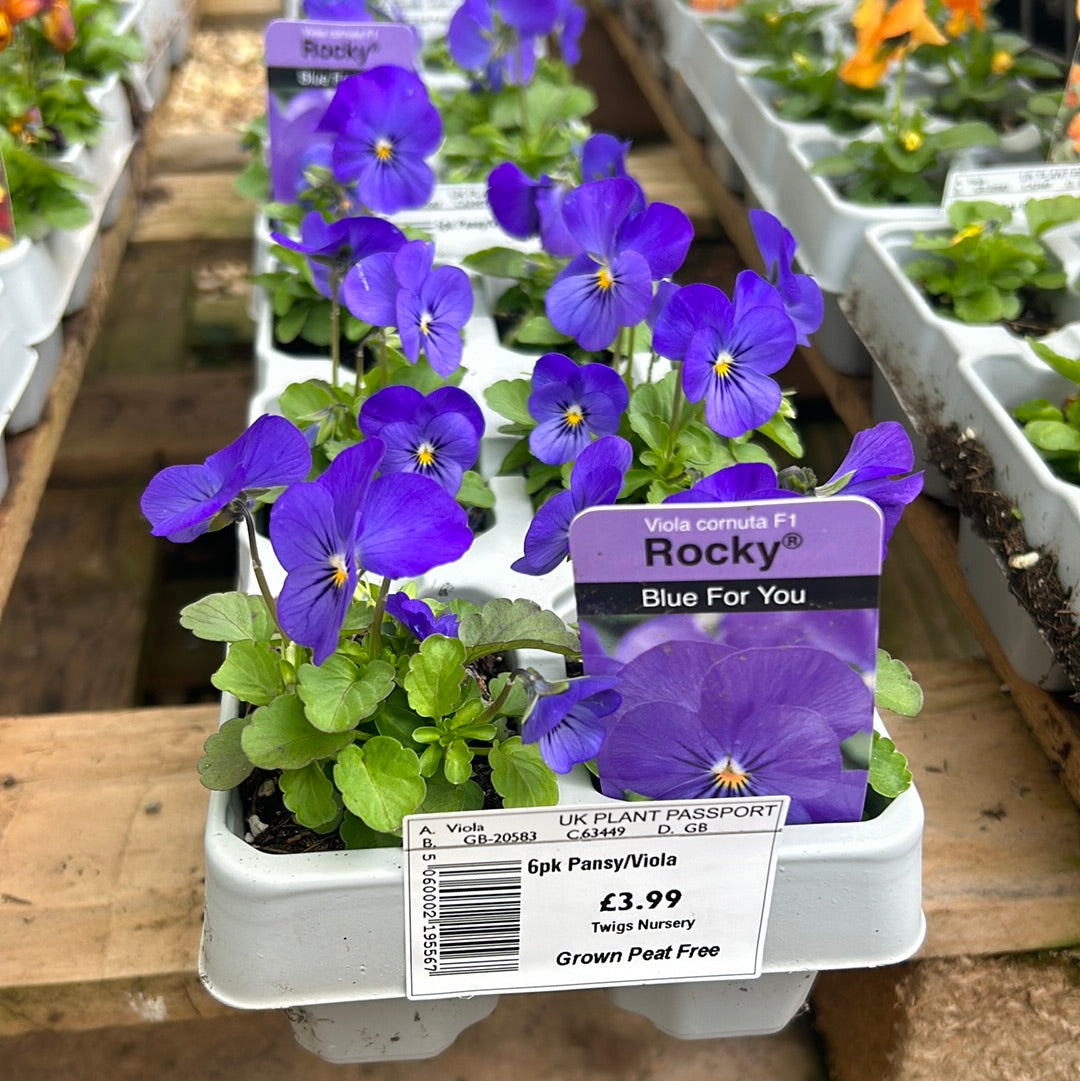 6pk Viola sc Blue For You