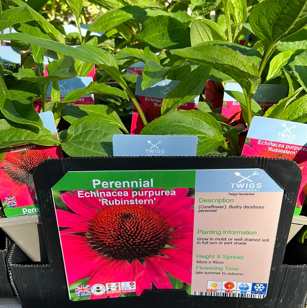 Echinacea Purpurea Rubinstern