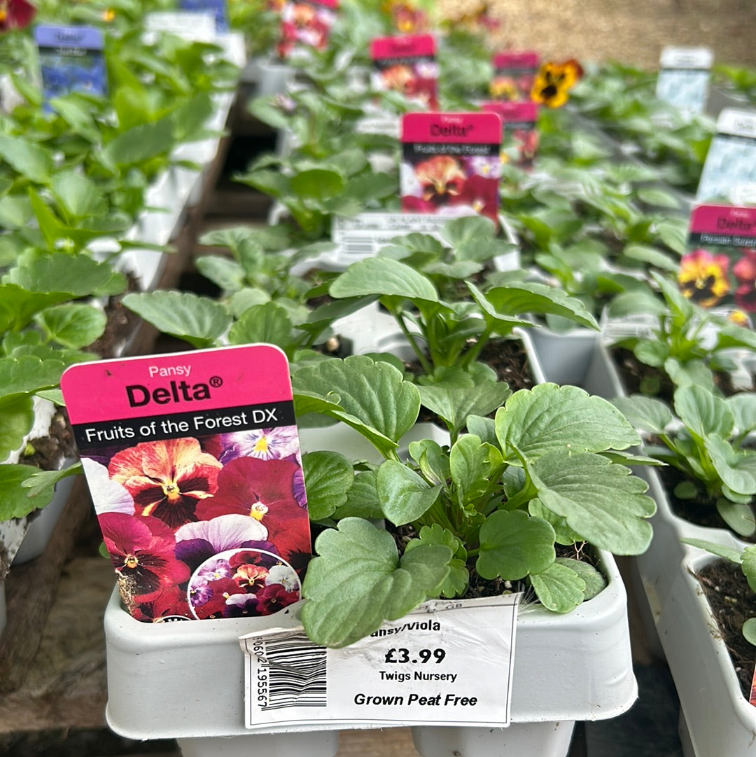 6pk Pansy Fruit Forest Mix