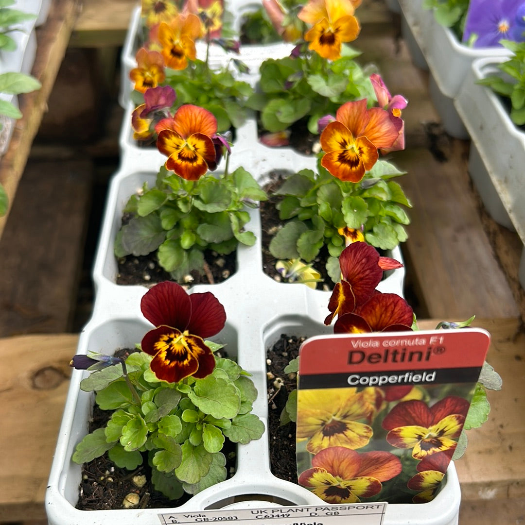 6pk Viola sc Copperfield