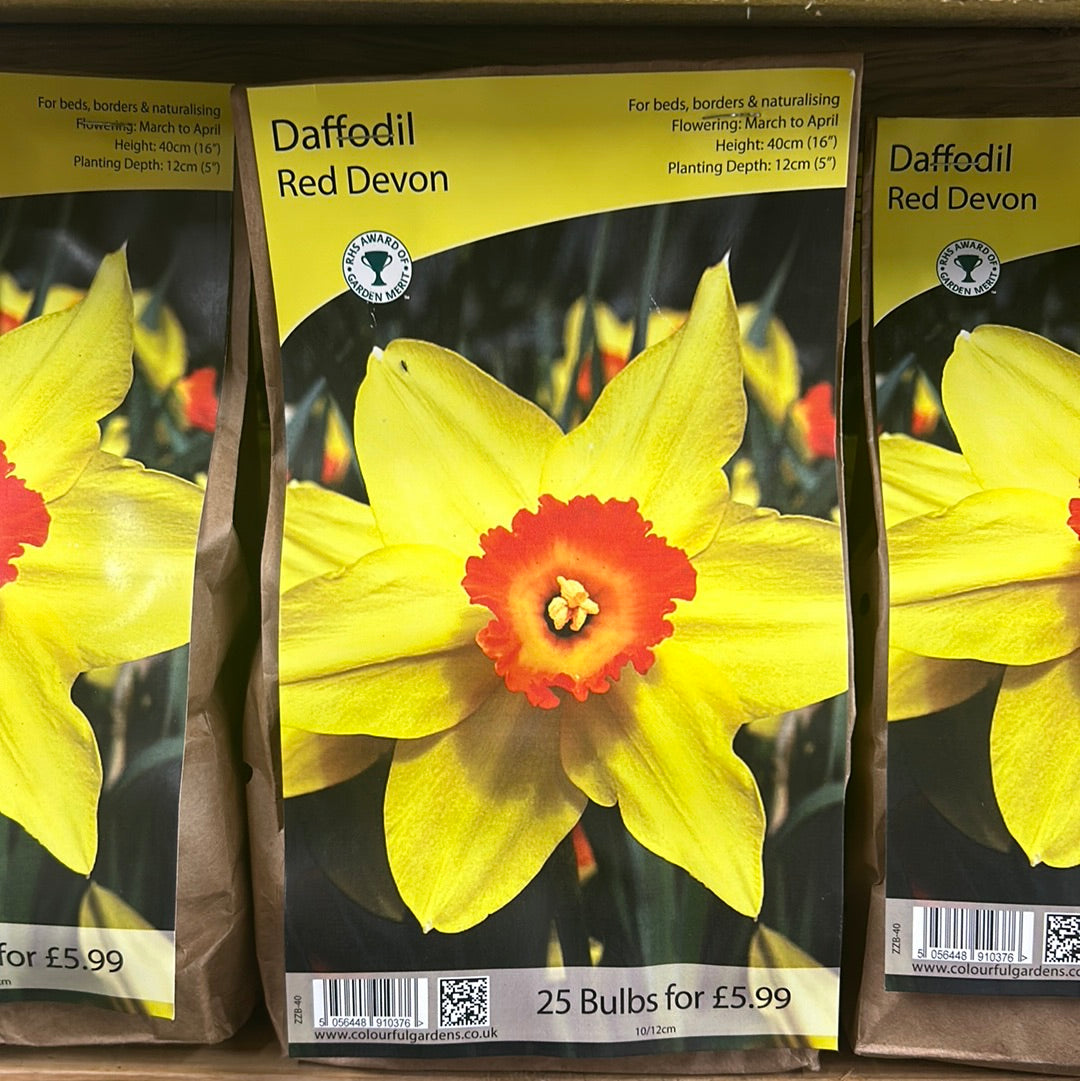 Daffodil - Red Devon