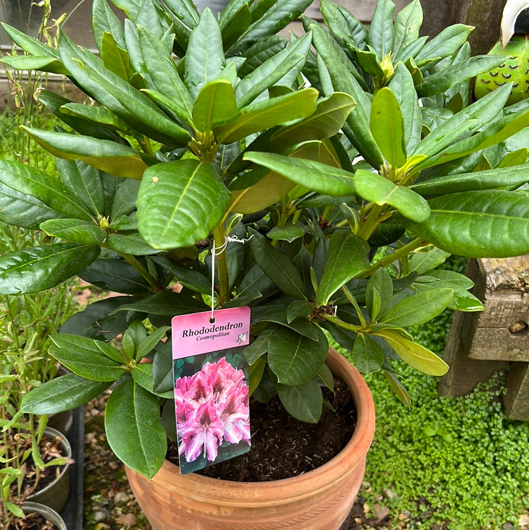 Rhododendron mixed