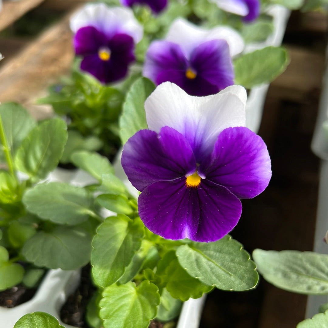 Pansy beaconsfield sixpack