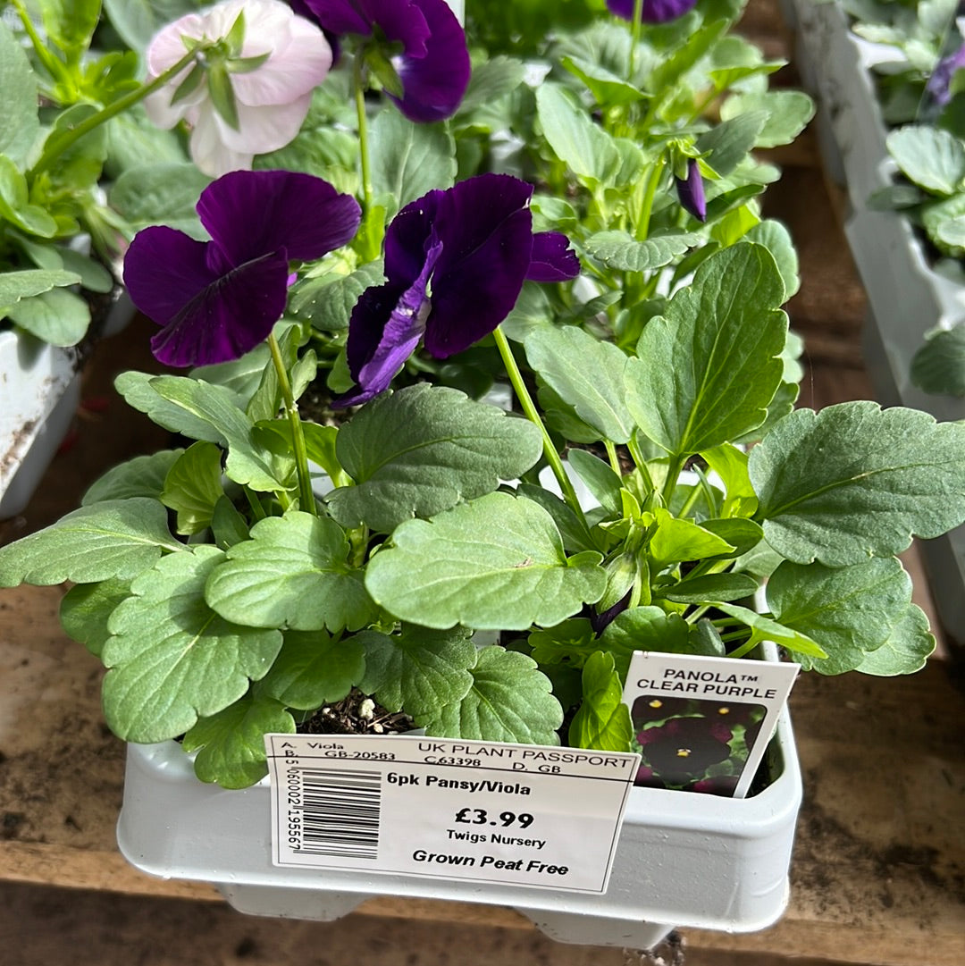 Pansy clear purple sixpack