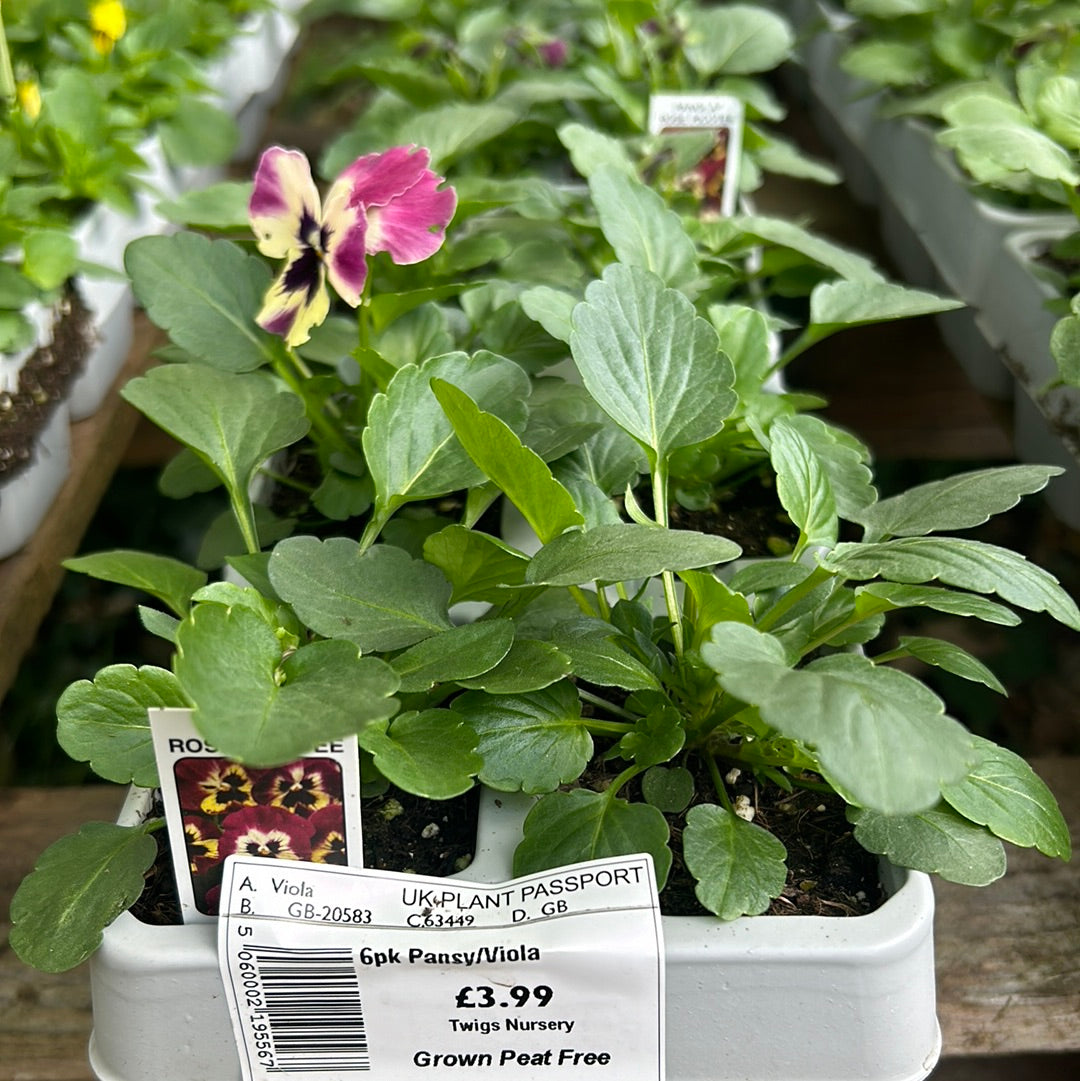 6pk Panola Rose Picotee