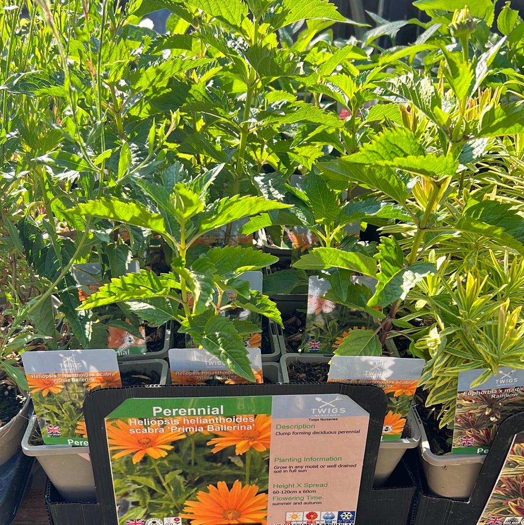 Heliopsis Primia Ballerina
