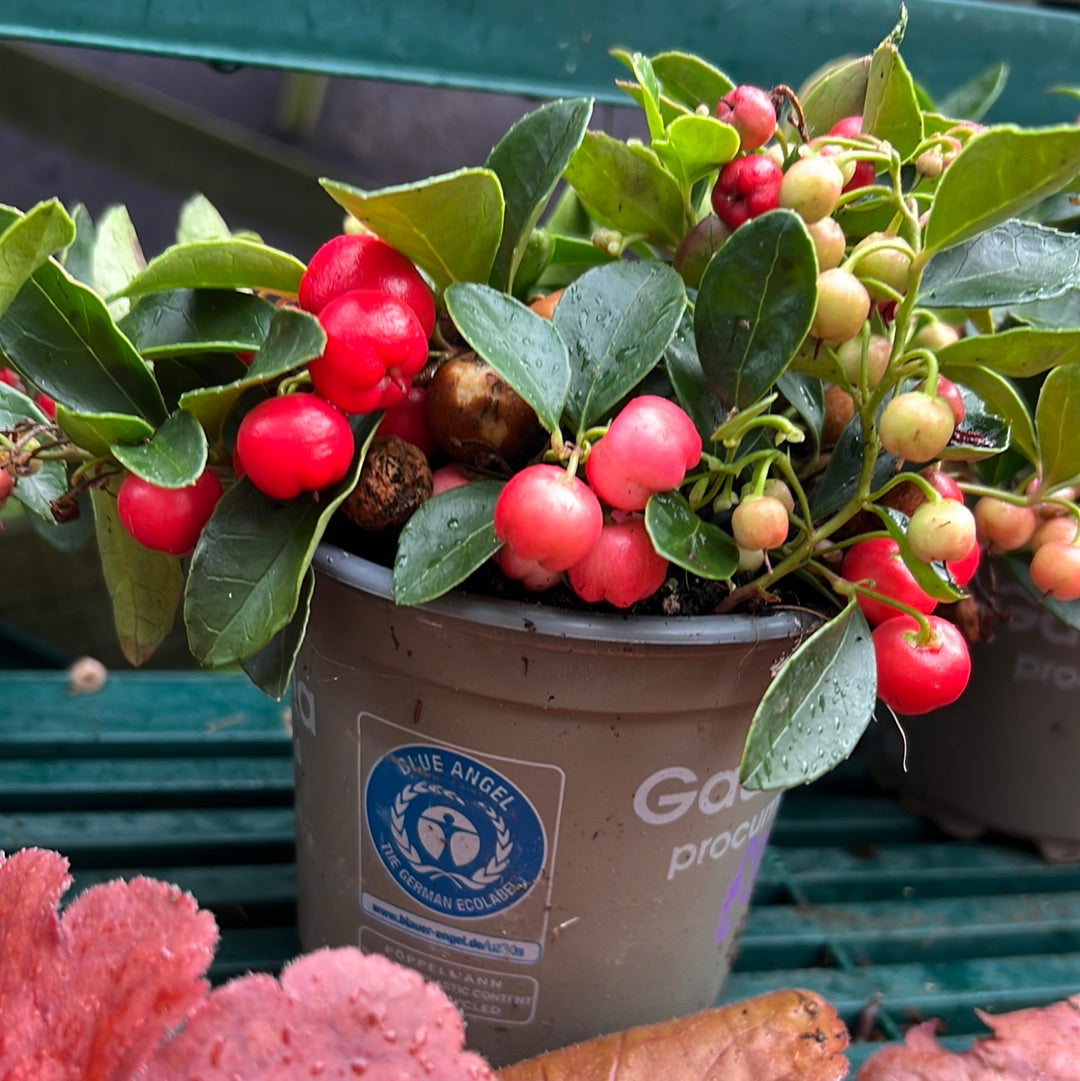 Gaultheria procumbens