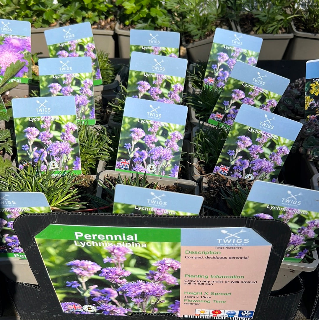 Lychnis Alpina