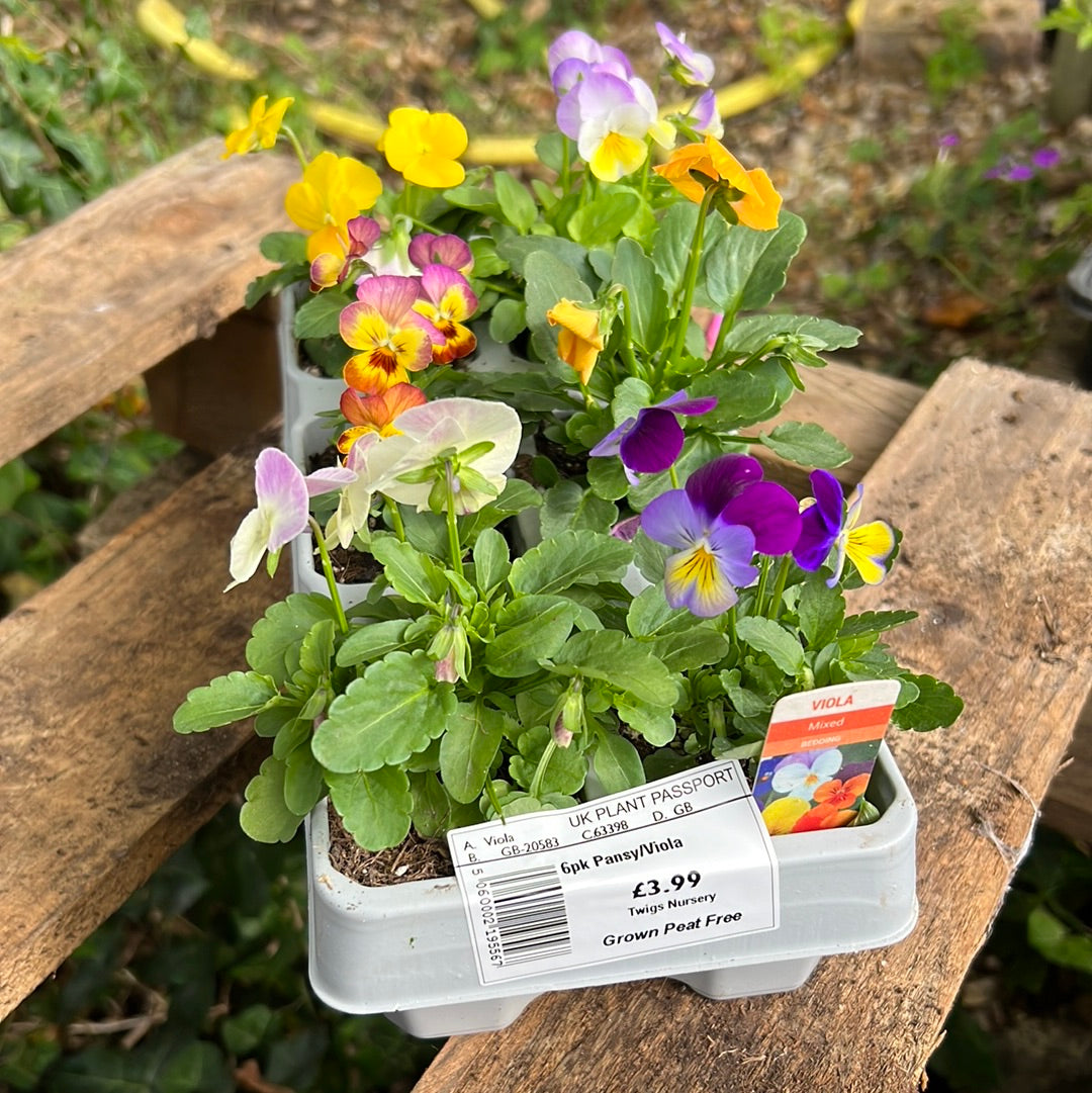 Viola six pack mixed