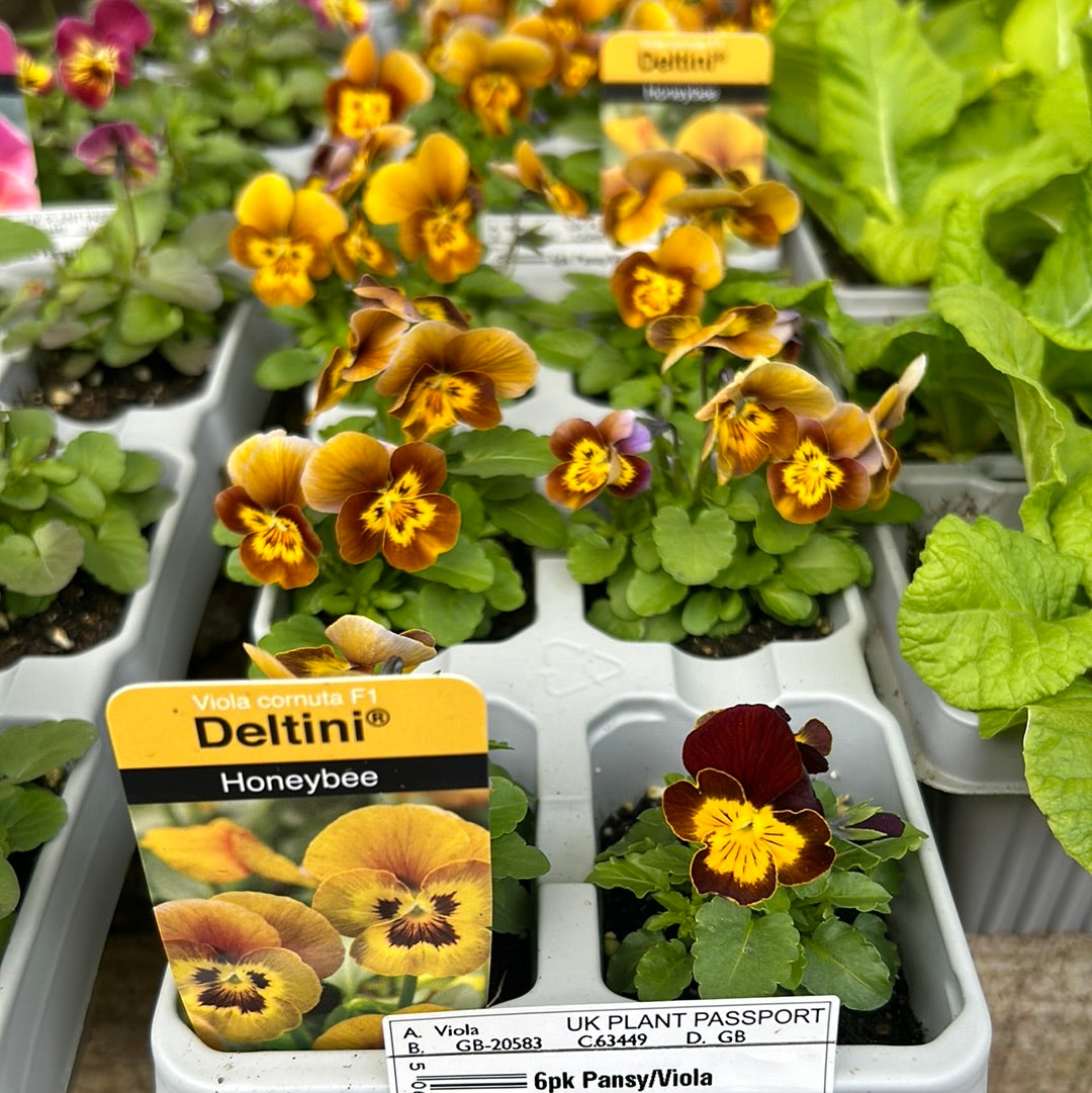 6pk Viola sc honeybee
