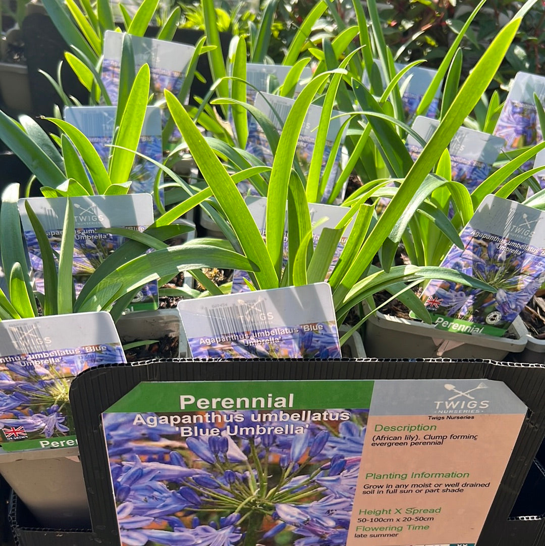 Agapanthus Blue Umbrella
