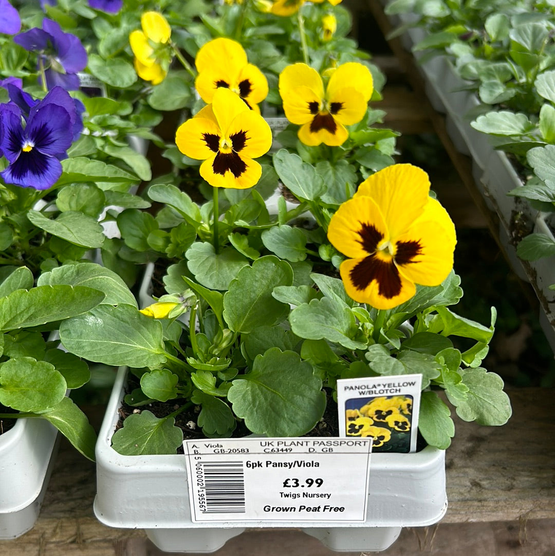 6pk Panola Yellow Blotch