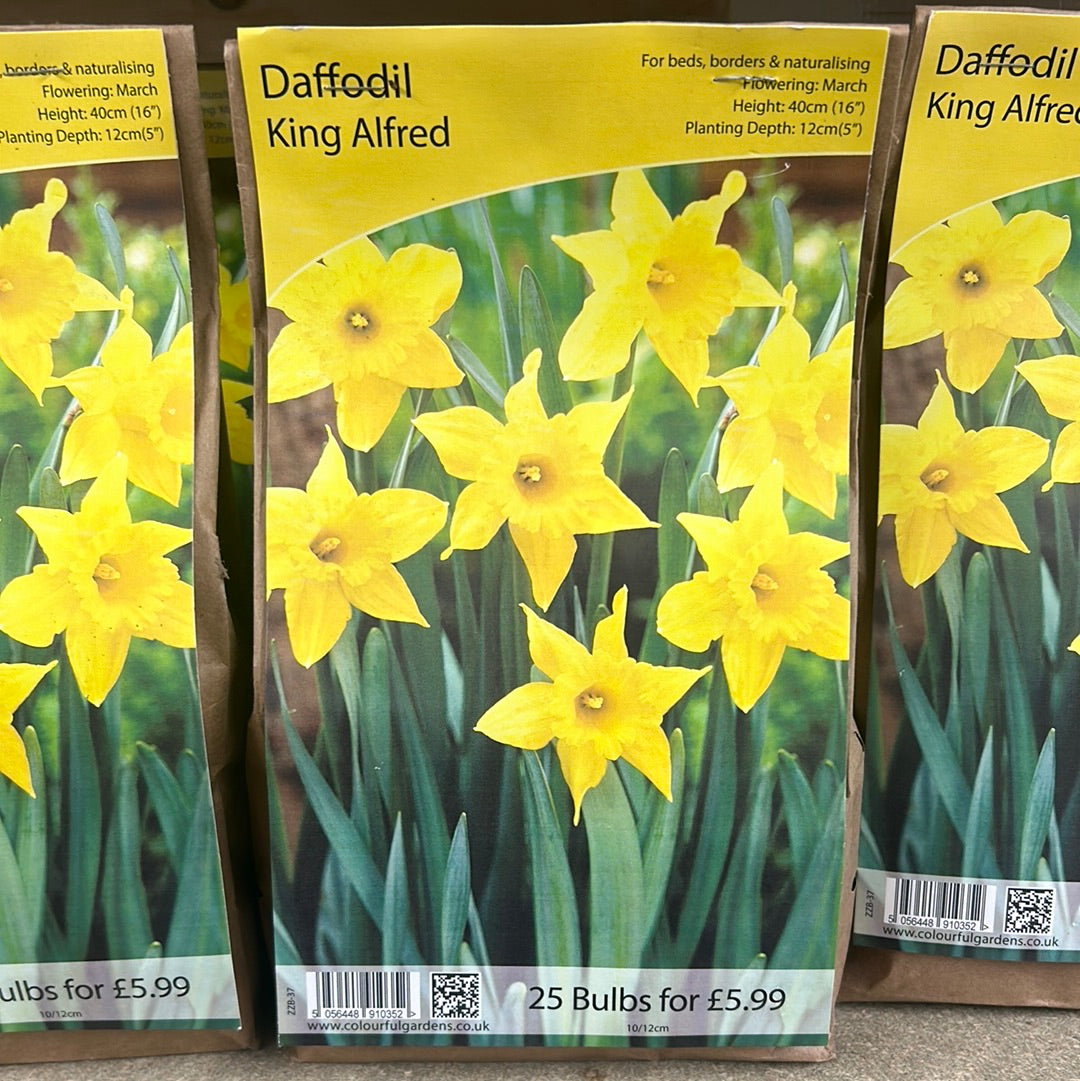 Daffodil - King Alfred