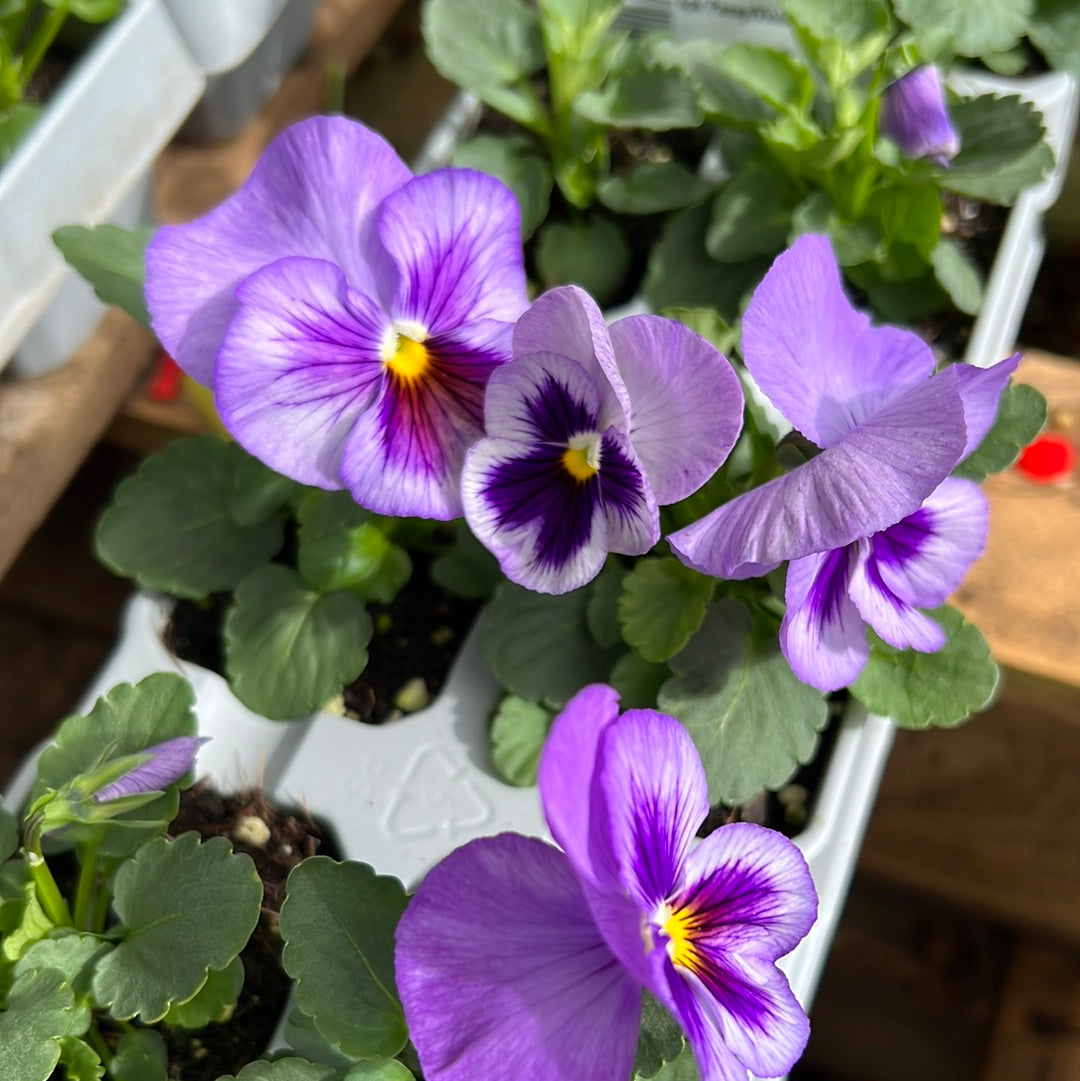 Pansy lavender shades sixpack