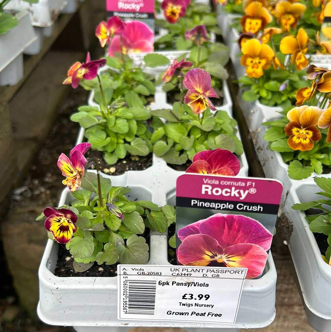 6pk Viola sc Pineapple Crush