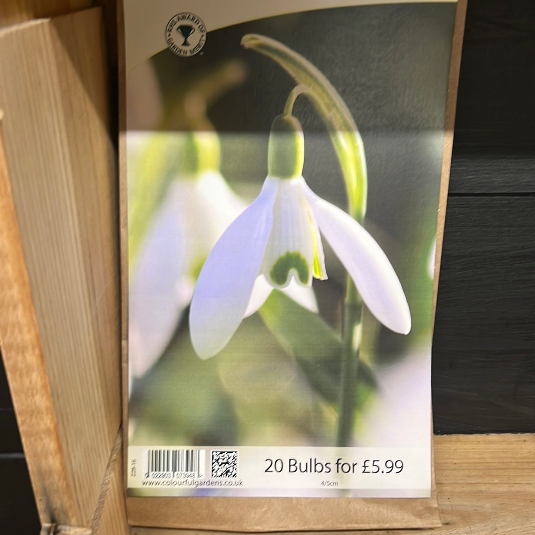 Snowdrop bulbs galanthus nivalis