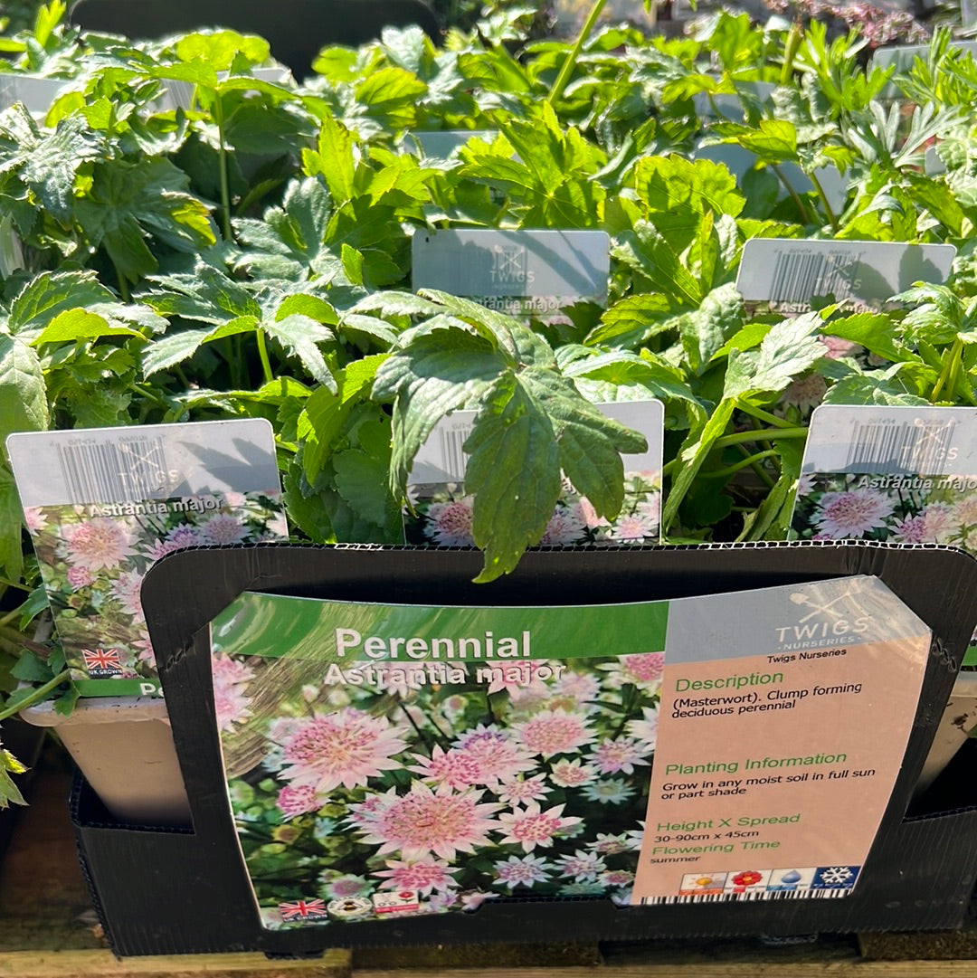 Astrantia Major