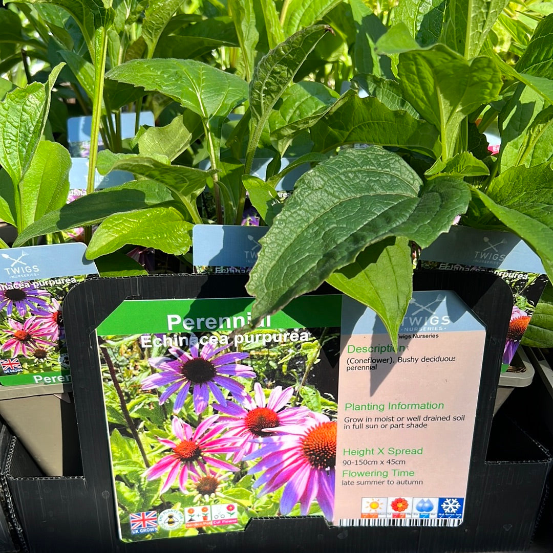 Echinacea Purpurea