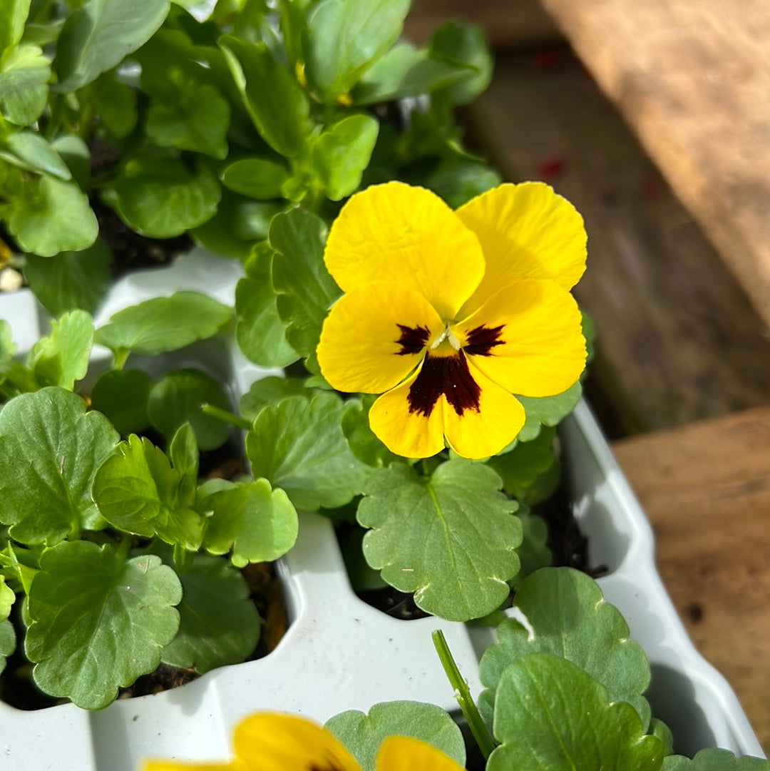 Pansy yellow with blotch six pack