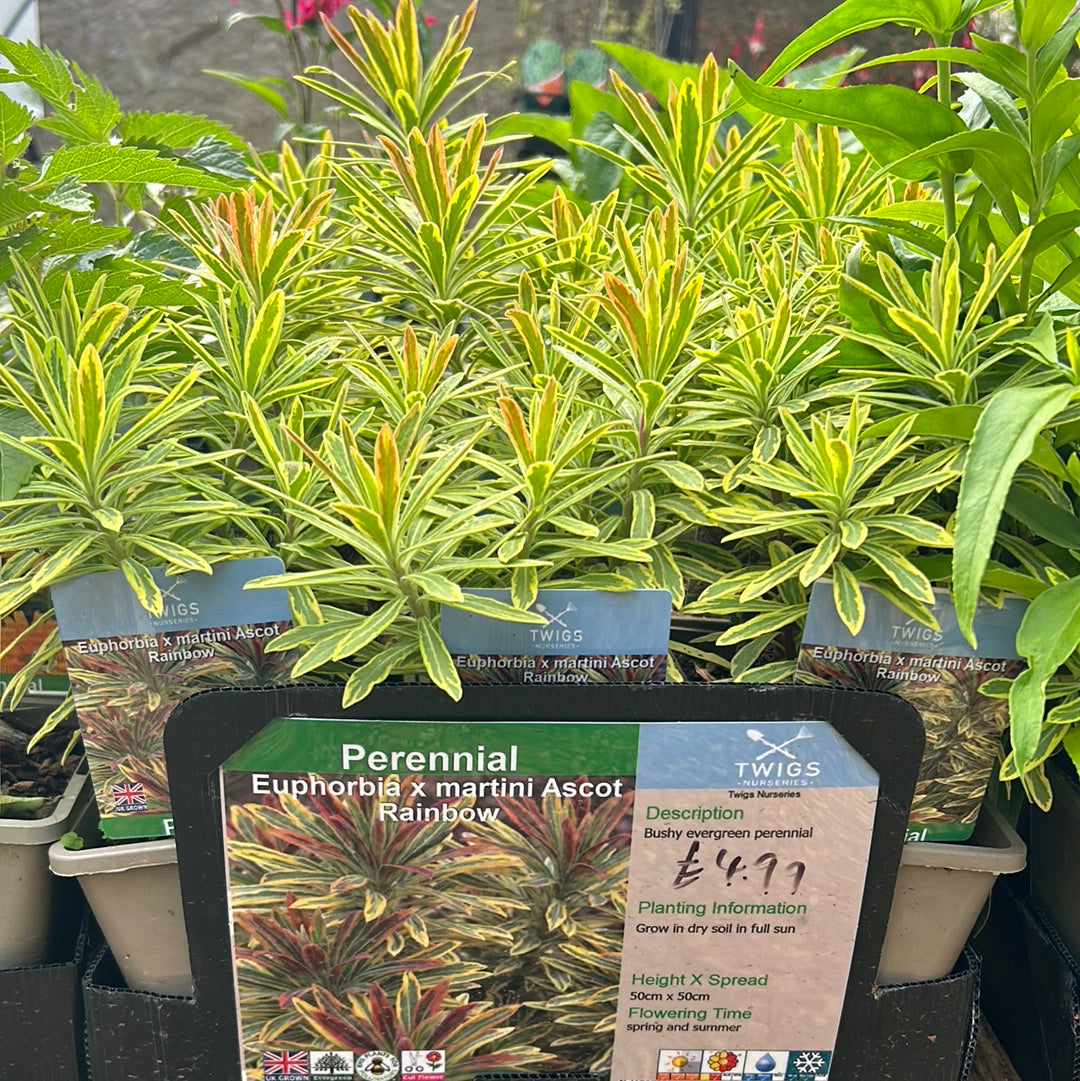 EUPHORBIA x martinii Ascot Rainbow