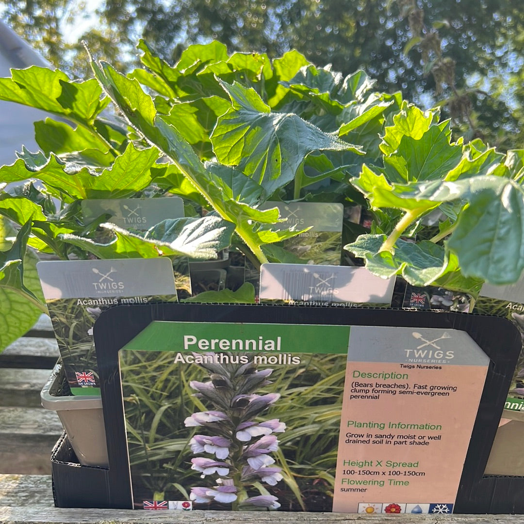 Acanthus Mollis