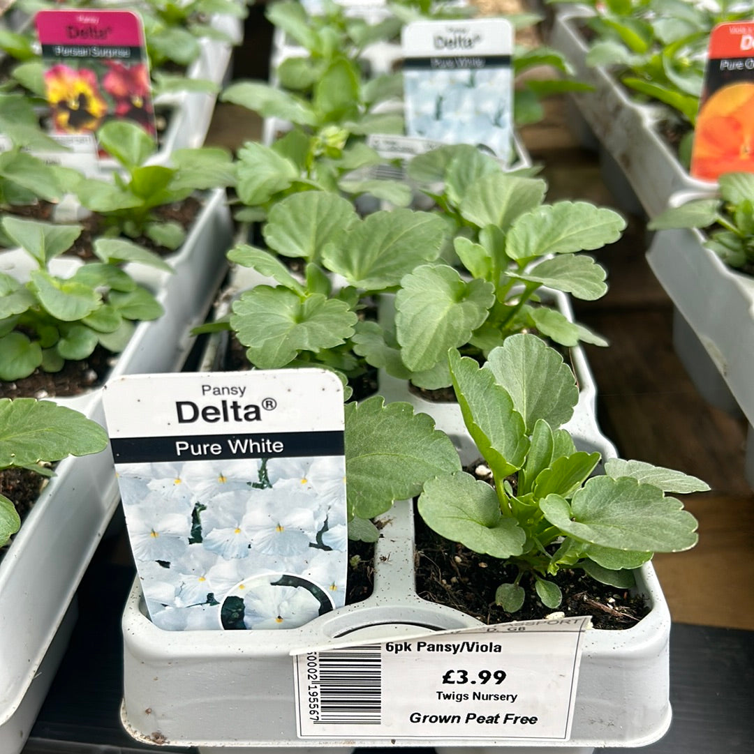 6pk Pansy White