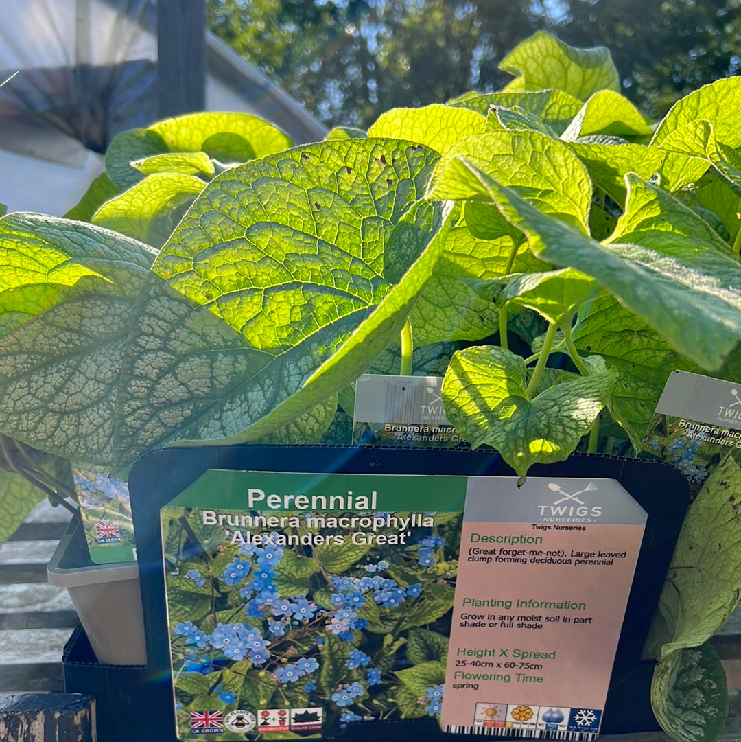 Brunnera Alexander’s Great