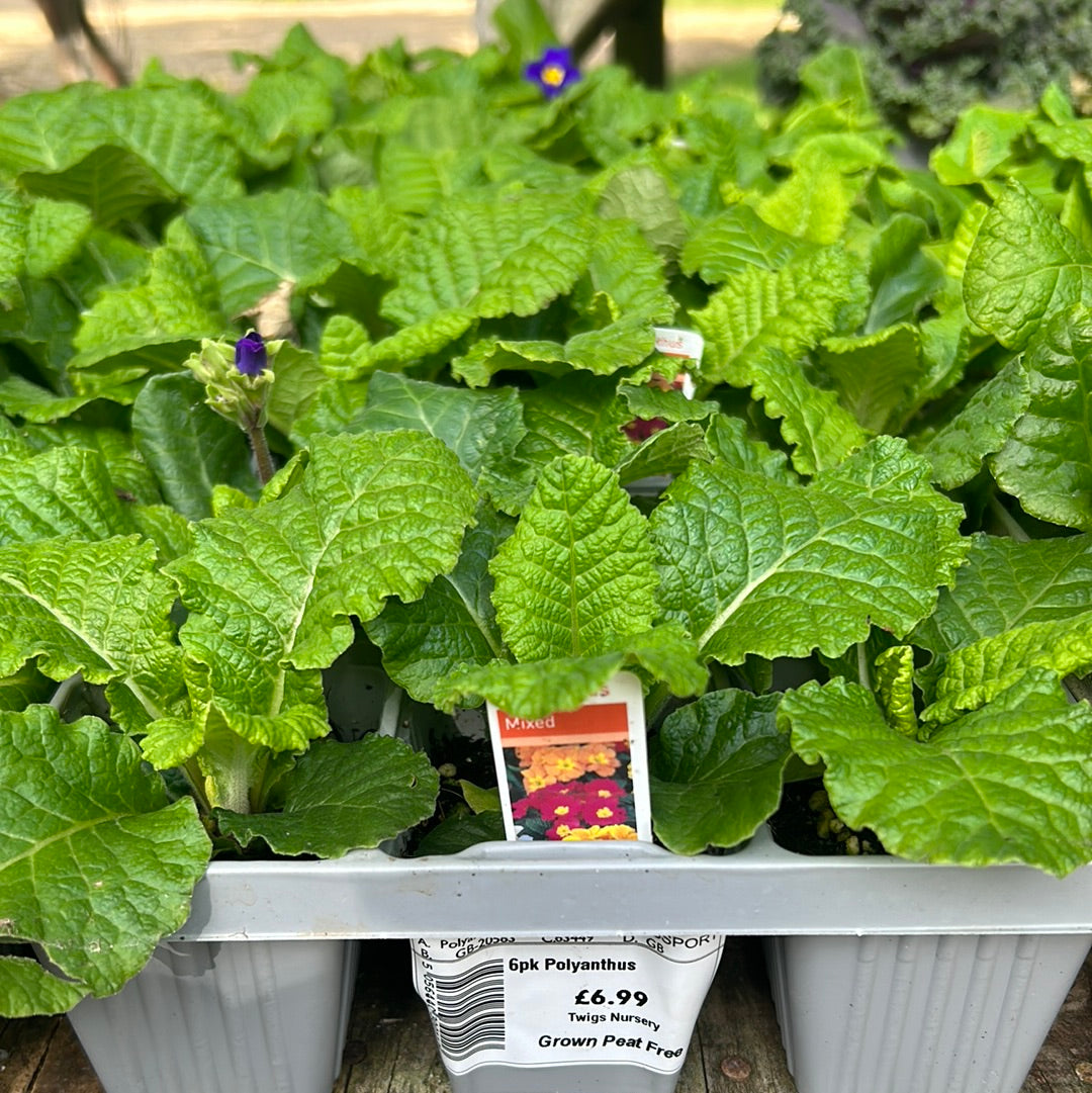 Polyanthus - Mixed
