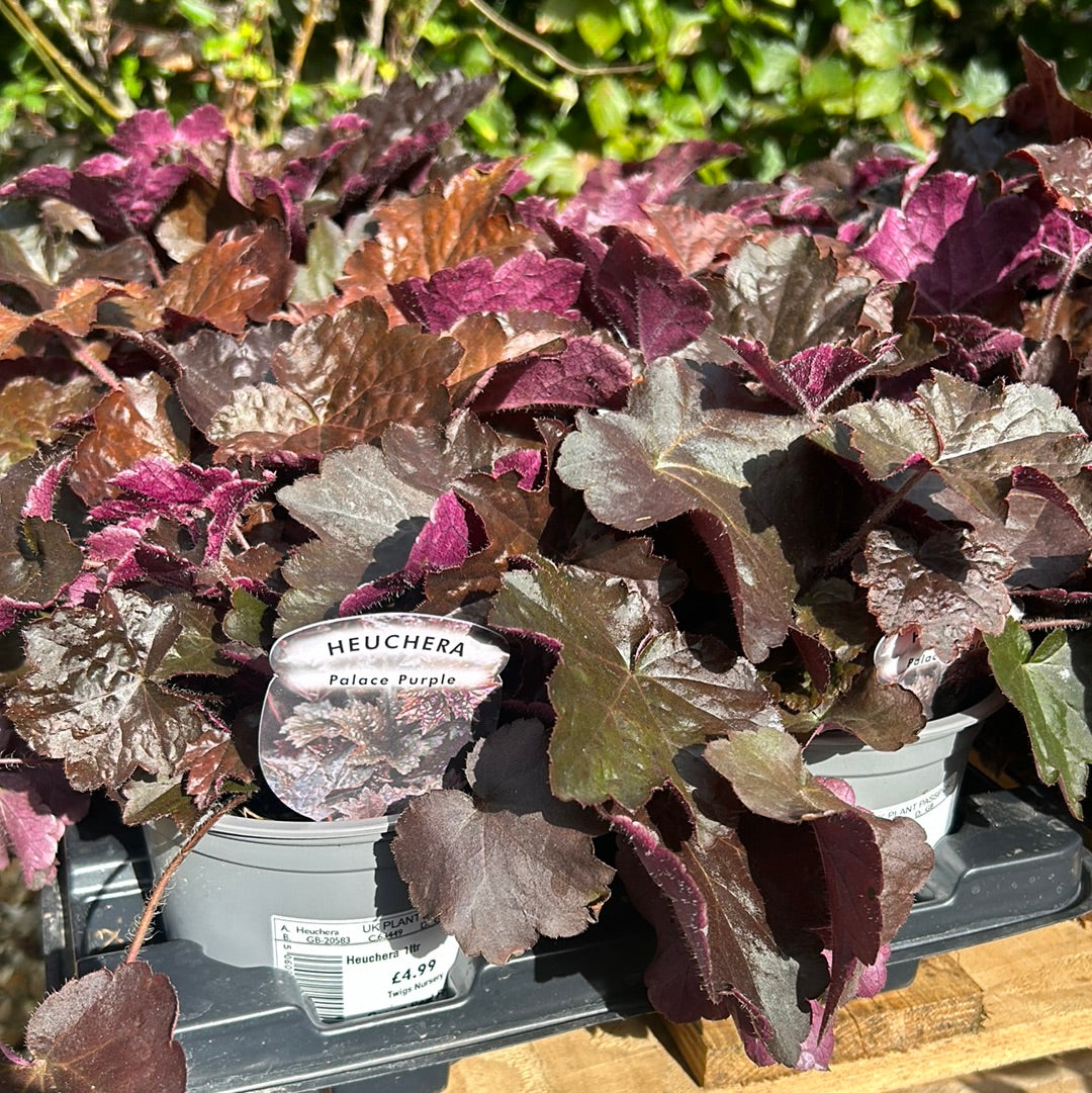 Heuchera - Palace Purple