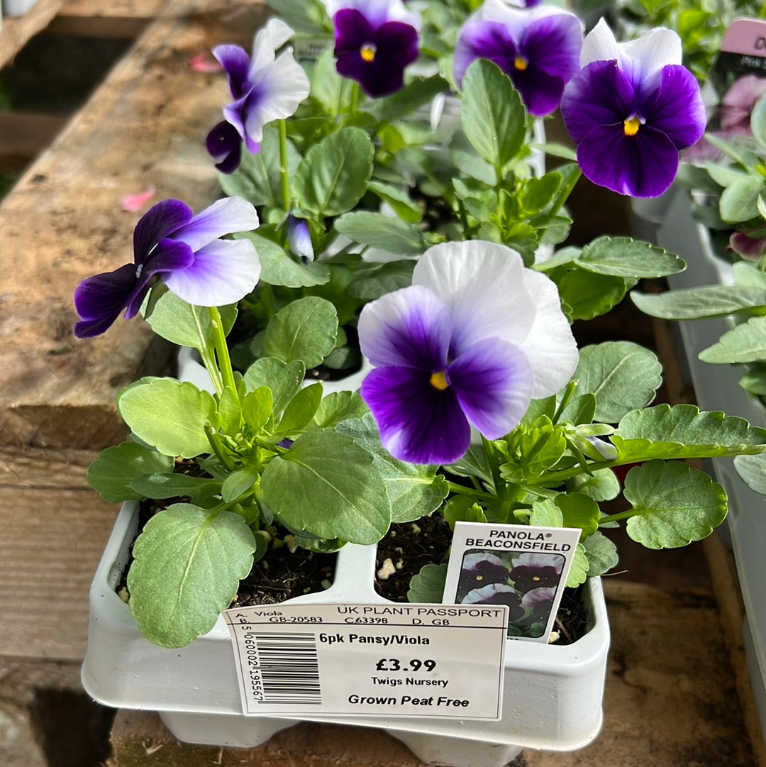 Pansy beaconsfield sixpack
