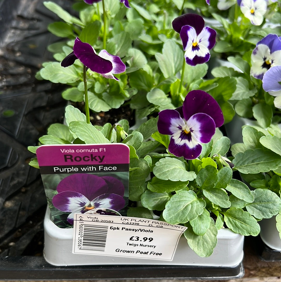 Viola purple with face six pack