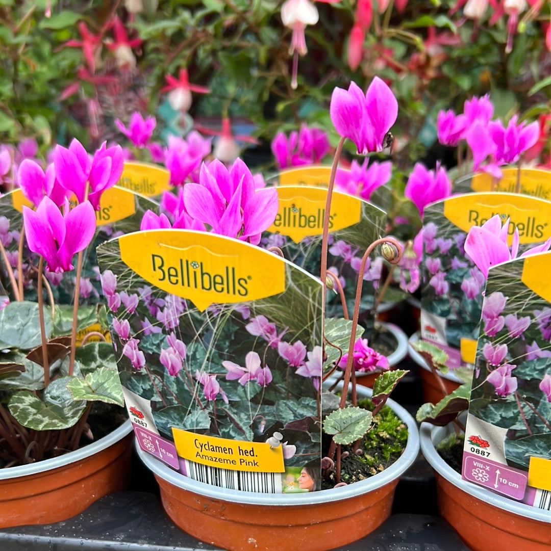 Cyclamen hederafolium
