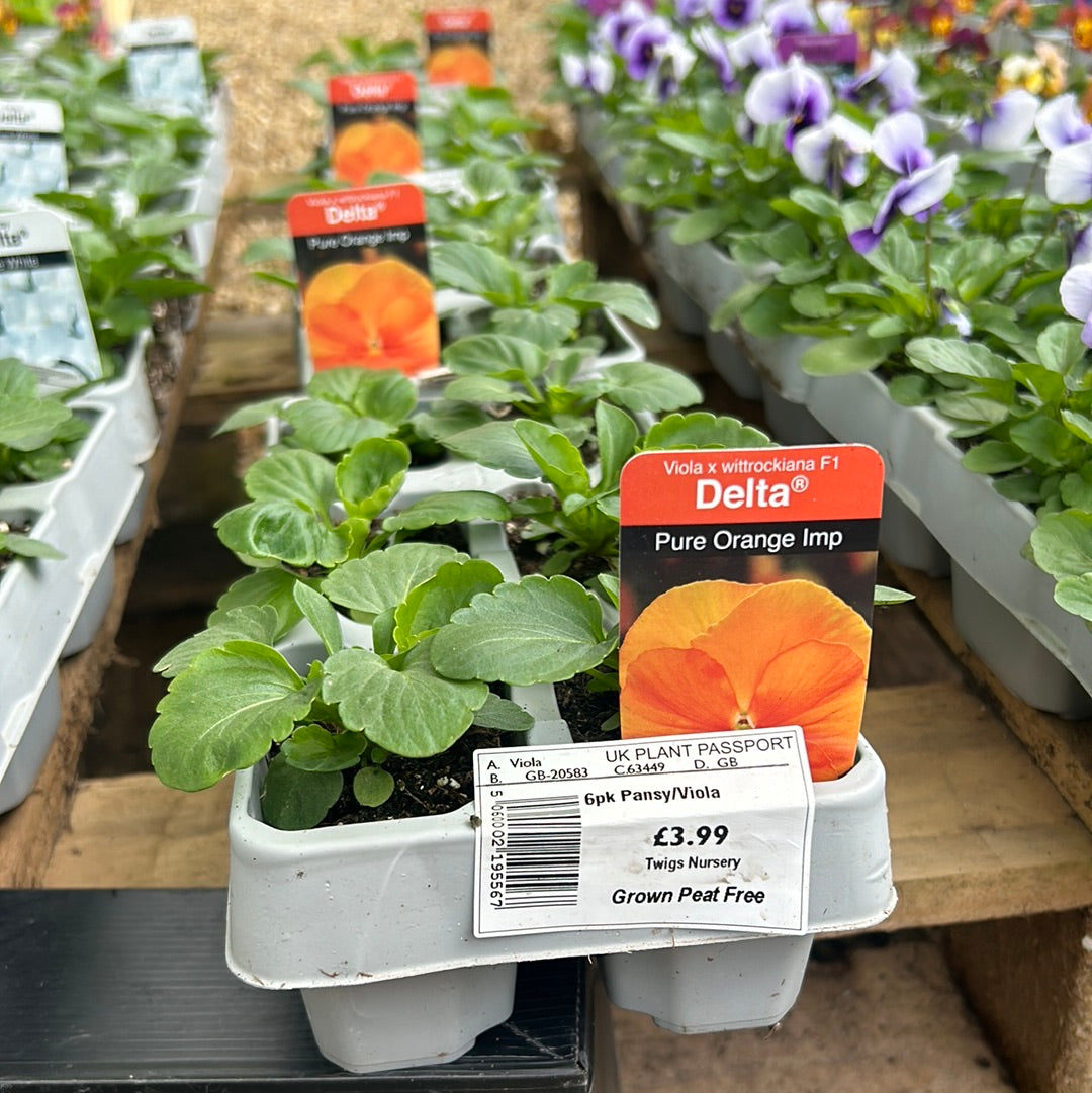 6pk Pansy sc Pure Orange