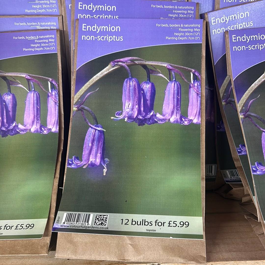 Endymion non-scriptus