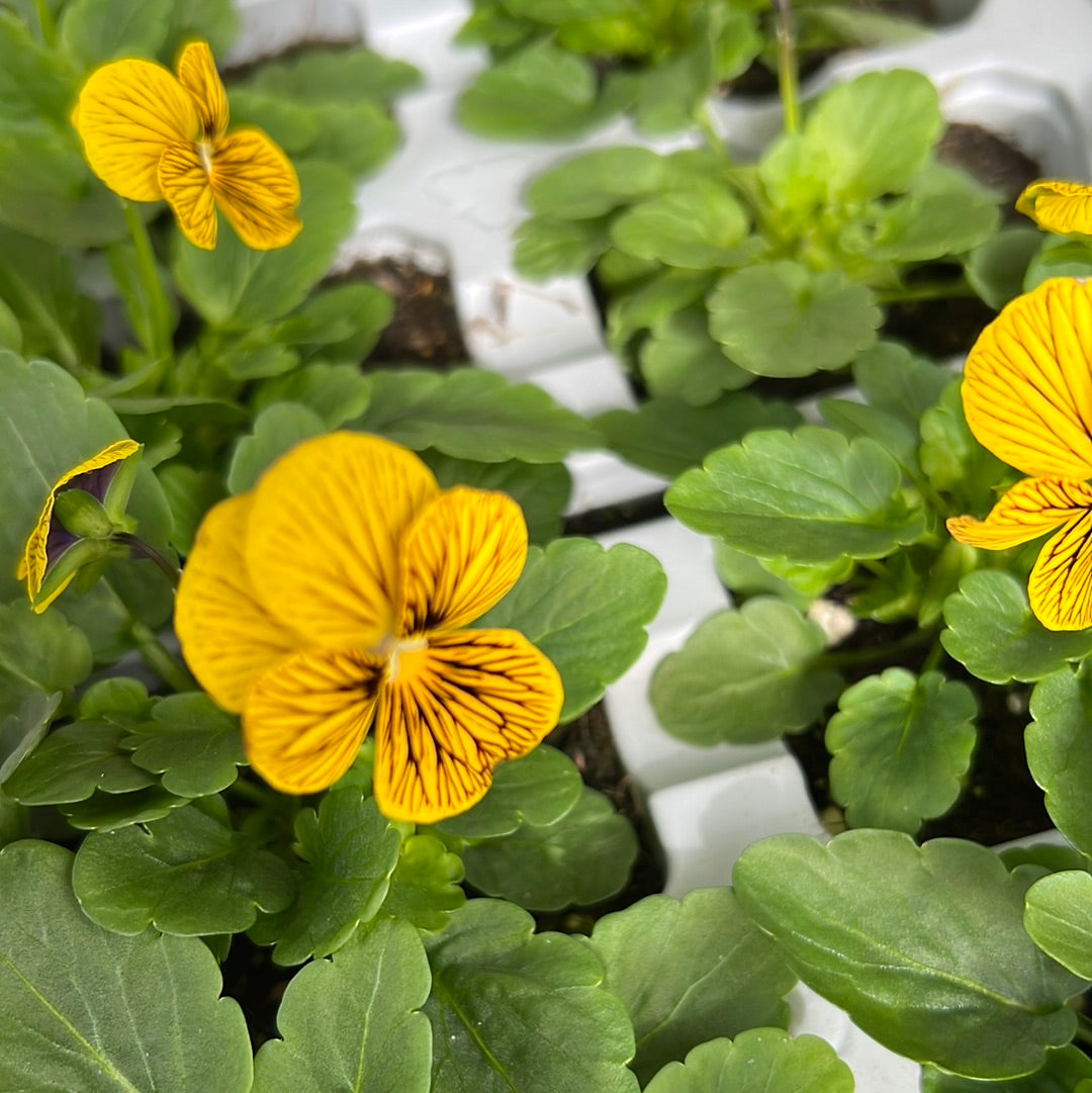 Viola Honeybee six pack