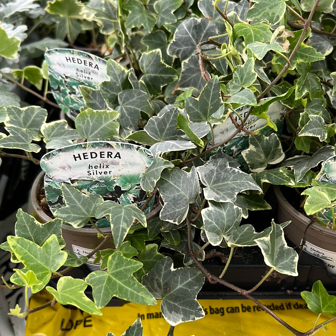 Ivy hedera helix silver 9cm