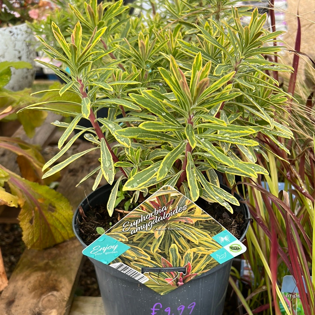 Euphorbia Ascot Rainbow