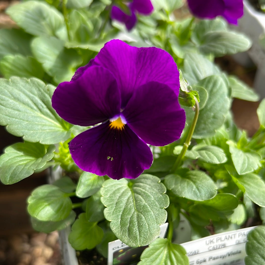 Pansy clear purple sixpack