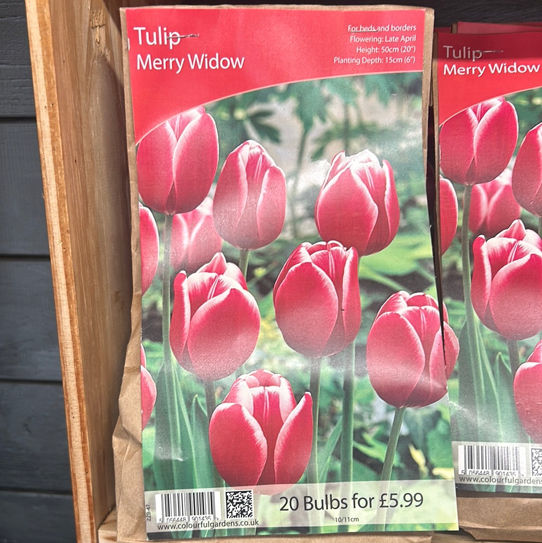 Tulip - Merry Widow