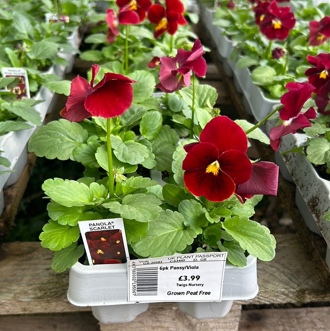 6pk Panola Scarlett