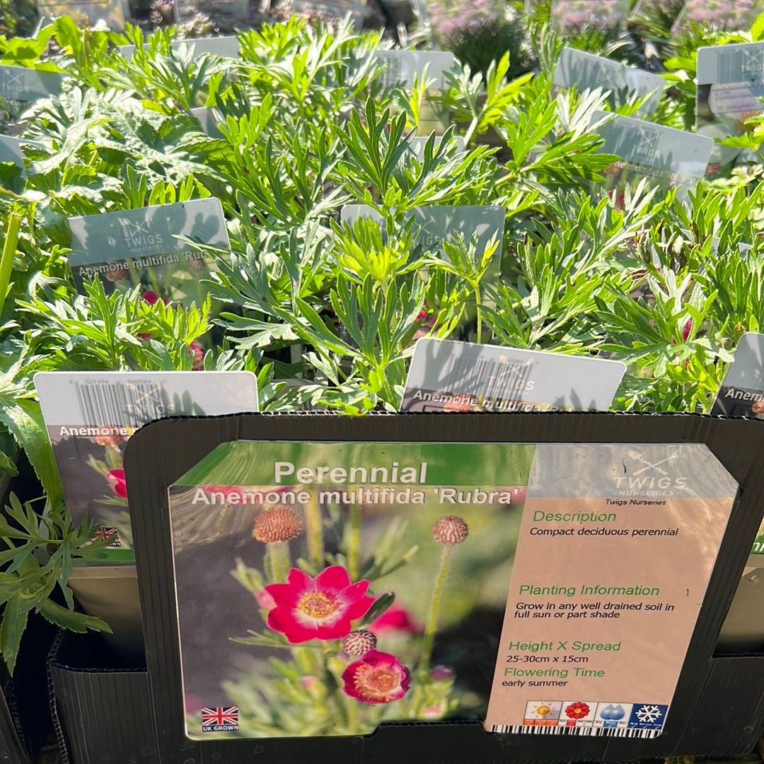 Anemone Rubra