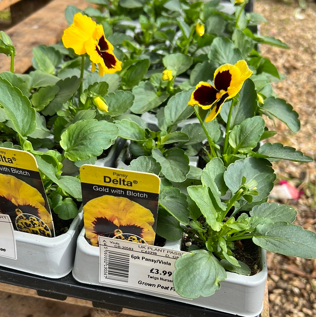 Pansy gold with blotch sixpack