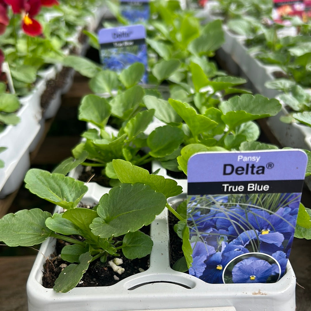 6pk Pansy True Blue