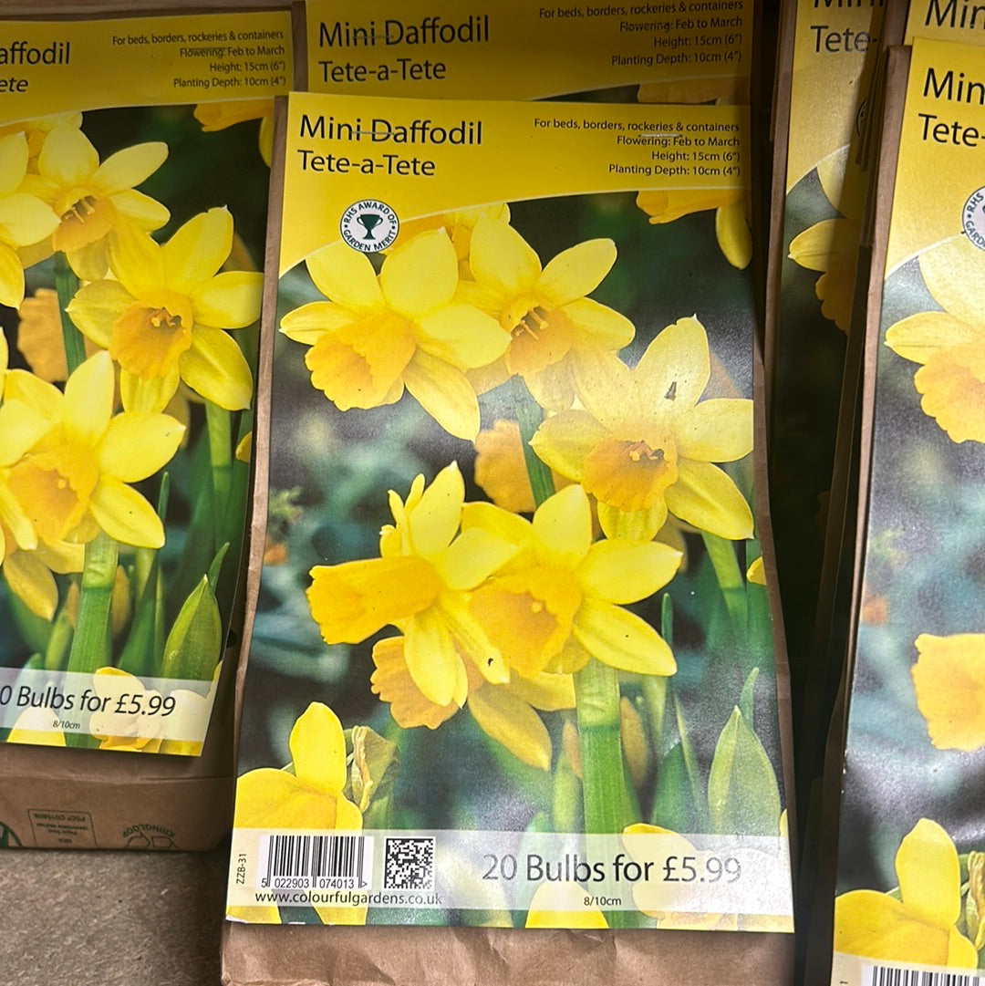 Mini daffodil - Tete-a-Tete